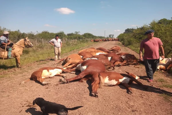 Imagem colorida de vacas mortas - Metrópoles