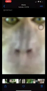 Ao recuperar o aparelho, o homem se deparou com várias selfies do animal