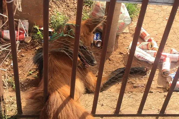 Lobo-guará é capturado em Ceilândia tentando entrar em casa