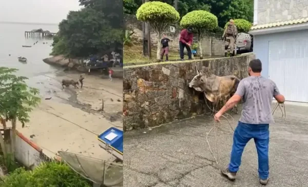 Vídeo: homem é chifrado na farra do boi durante prática ilegal em SC
