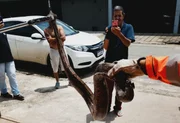 Serpente mede pouco mais de 1,5 metros e estava em motor de carro de passeio