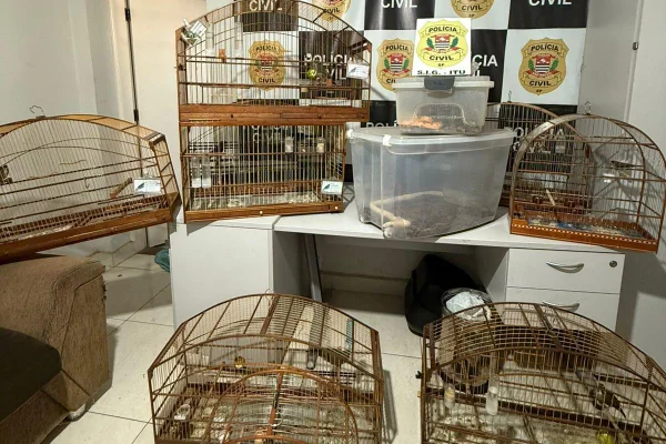 Animais silvestres apreendidos pela polícia no interior de São Paulo - Metrópoles