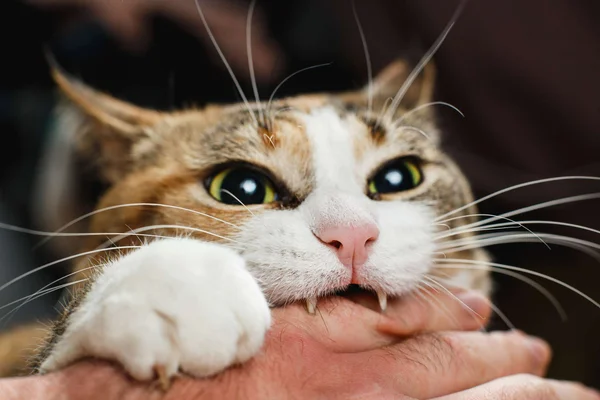 Foto ilustrativa mostra gato branco e caramelo mordendo a mão de uma pessoa