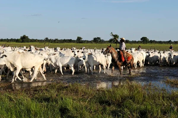 Exportadores de carne tentam ganhar novos mercados