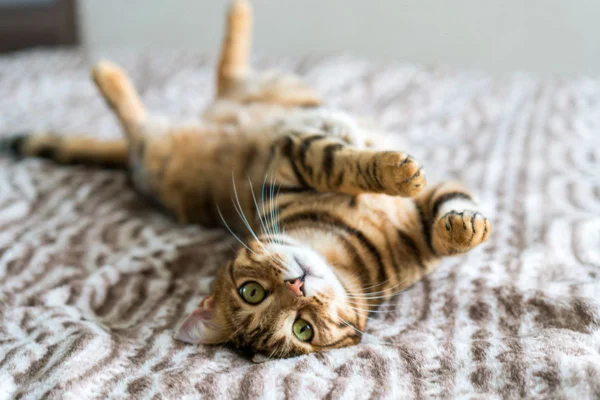Imagem colorida de gato deitado em tapete