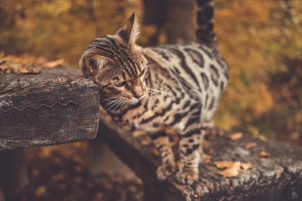 Gato é o bicho pets