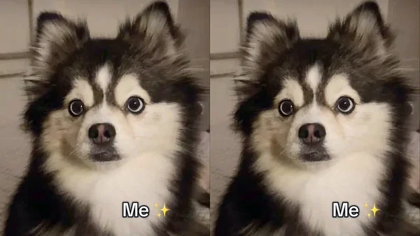 cachorro pomksy - mistura de husky com lulu da pomerânia
