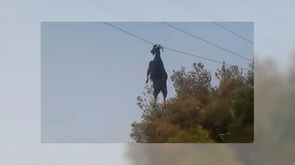 Vídeo: Cabra fica presa pelo chifre em cabo de energia na Grécia