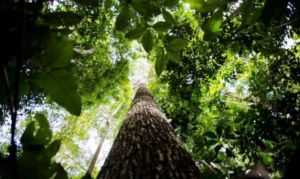 Imagem colorida de árvore na Floresta Amazônica - Metrópoles