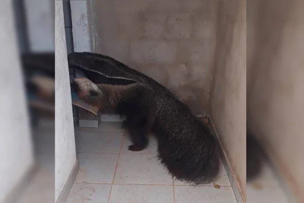 Vídeo. Tamanduá-bandeira invade batalhão da PM na Papuda