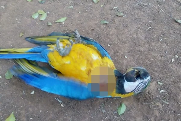 Arara Canindé