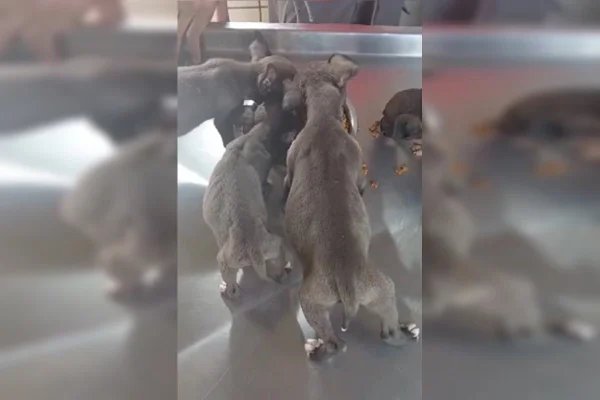 Foto colorida com cães filhotes magros