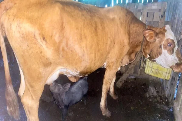 Imagem colorida de leitoa mamando em uma vaca - Metrópoles