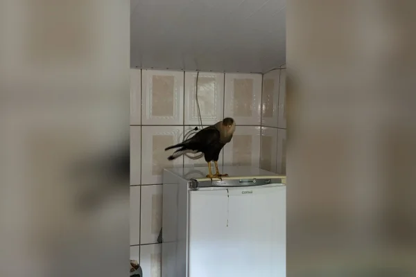 Carcará capturado em Arcos