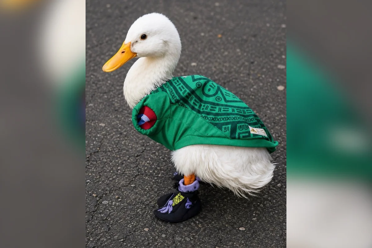 Pato Merlin Pato Merlin