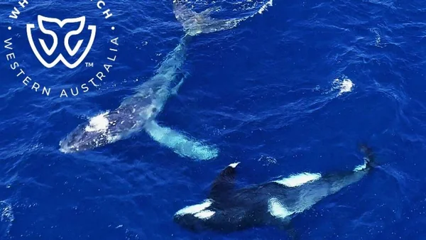 Em ação rara, orca salva baleia jubarte da morte na Austrália