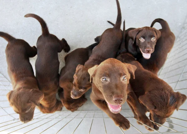 Projeto Social realiza crowdfunding em prol dos animais abandonados