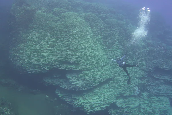 Coral colossal das Ilhas Marianas