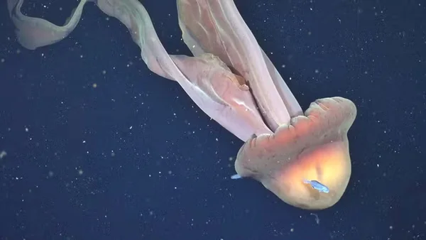 Foto colorida de Agua-viva fantasma gigante registrada durante expedição