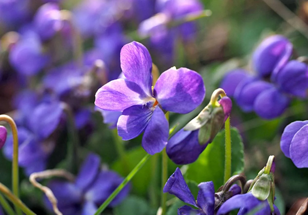 Violeta Violeta