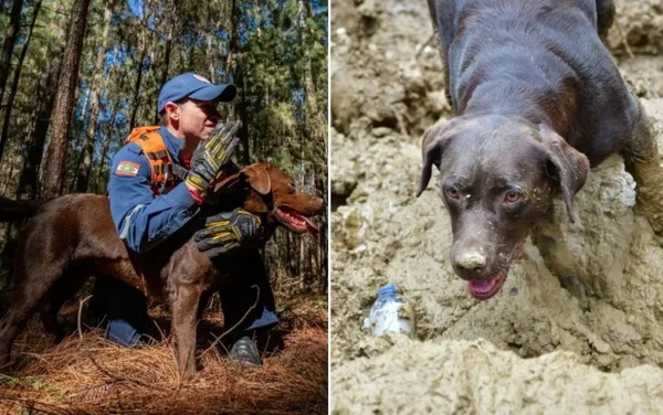 Pai e filha, cães labradores do CBMSC se aposentaram - Metrópoles