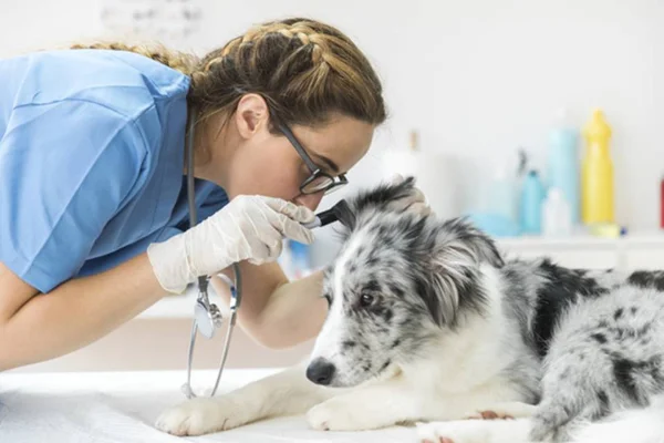 Sarna em cães: saiba como tratar o pet