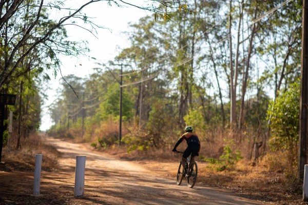 Nascentes, fauna e flora: saiba a importância da Flona para o DF
