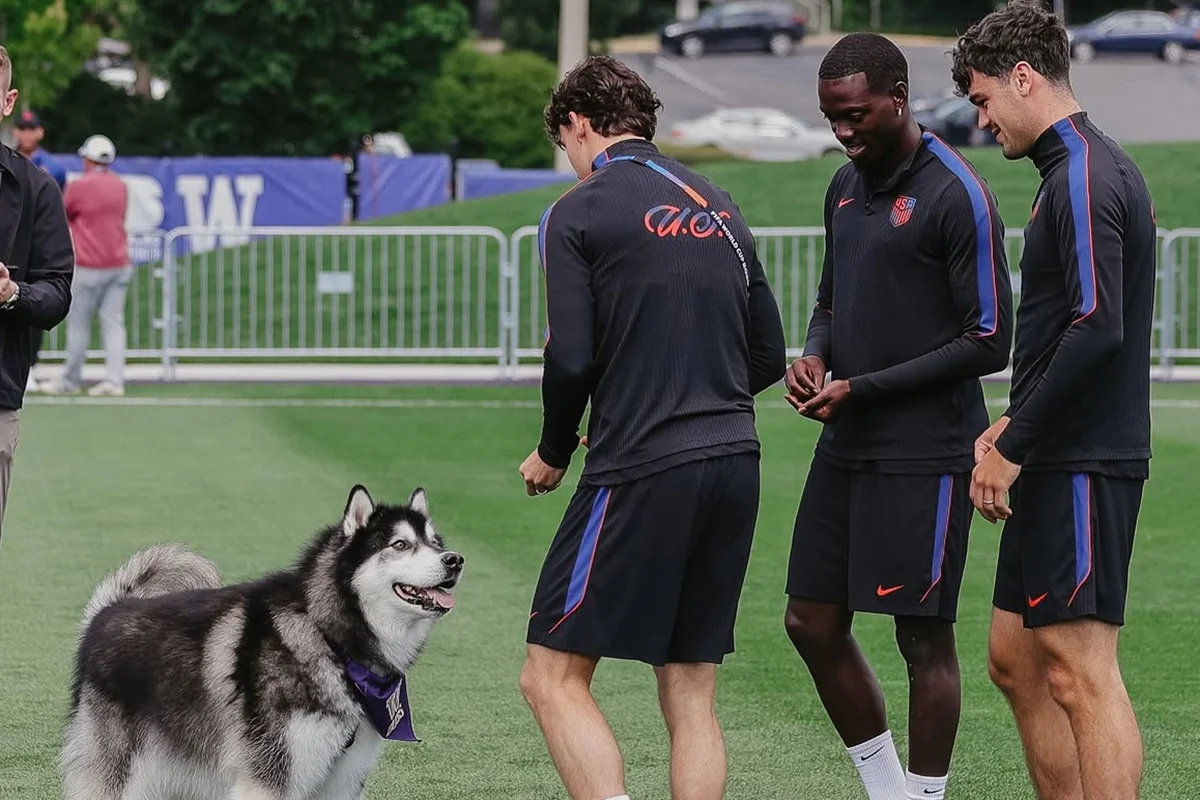 Copa do Mundo: Terapia com cães auxilia saúde mental de atletas