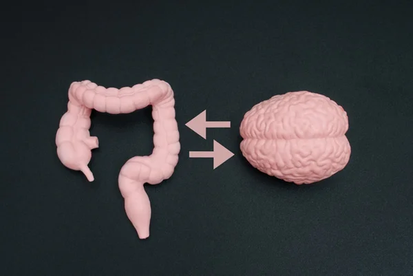 Foto colorida de maquetes de intestino e cérebro - Metrópoles