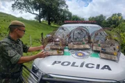 Aves encontradas em cativeiro em Pacaembu (SP) são devolvidas à natureza Aves encontradas em cativeiro em Pacaembu (SP) são devolvidas à natureza