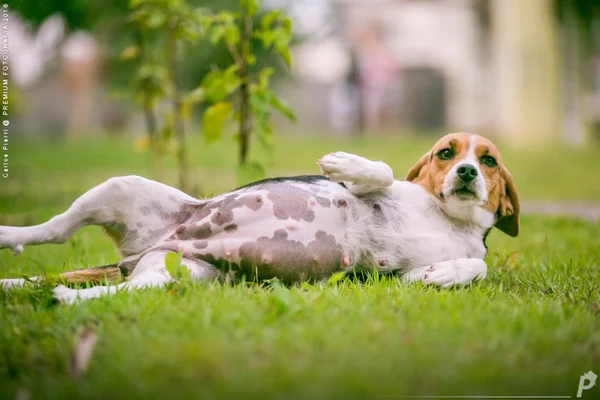Cachorrinha grávida faz ensaio fotográfico e leva a internet à loucura