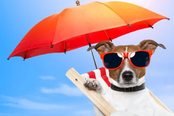 cachorro no verão - metropoles
