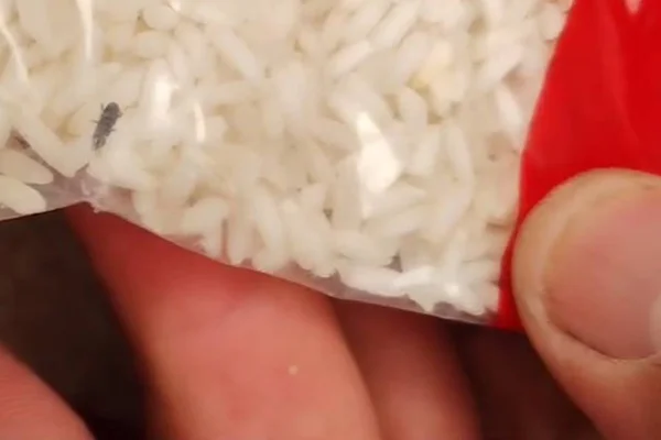 Bicho no arroz - Metrópoles