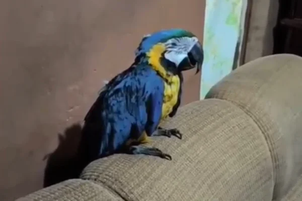 Arara debilitada