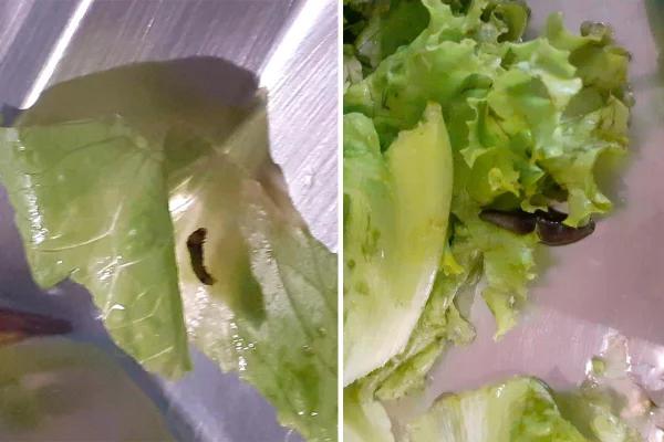 imagem colorida mostra bichos em salada - metrópoles