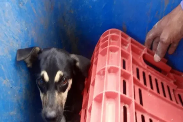 Cachorro no lixo