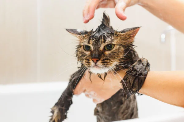 Imagem colorida de gato molhado em banheira