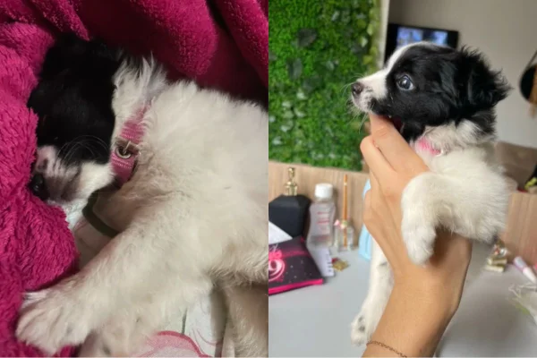 Montagem de duas imagens coloridas de suposta filhote de poodle