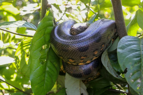 Foto de cobra anaconda em galho de árvore