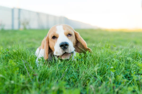 Cachorro comendo grama- Metrópoles