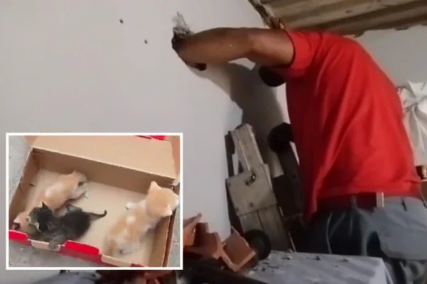 Imagem colorida mostra bombeiro resgatando três filhotes de gato presos em uma parede de uma casa em São Paulo - Metrópoles