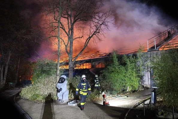Incêndio na virada do ano mata ao menos 30 macacos em zoo alemão