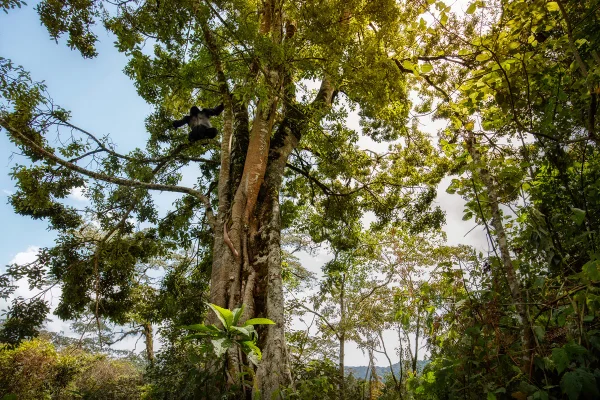 Árvores podem abrigar ecossistemas inteiros, explica pesquisador
