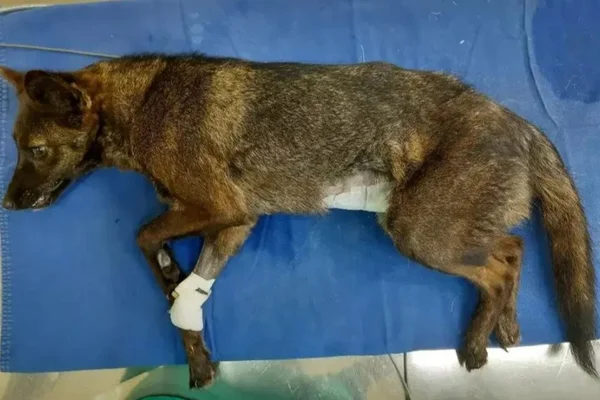 Foto colorida de um animal de pelagem marrom - Metrópoles