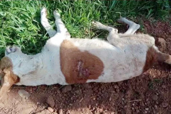 Cachorro esfaqueado em matagal - Metrópoles