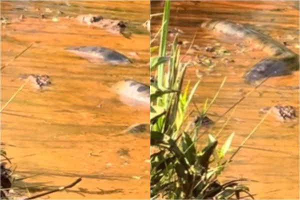 Foto colorida de sucuri gigante encontrada em Goiás - Metrópoles
