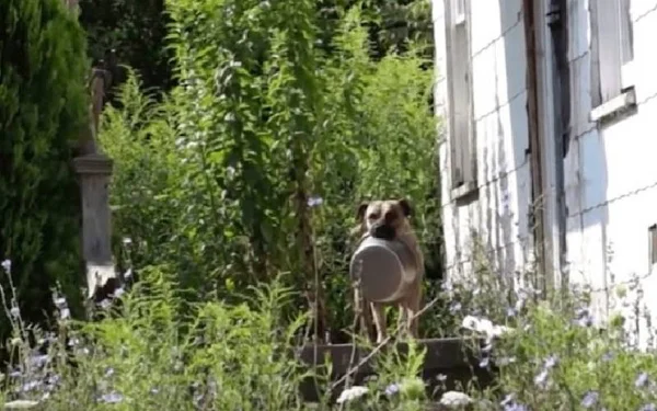 Cachorro com tigela na boca