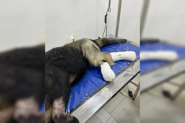 Foto colorida de tamanduá com ataduras nas patas