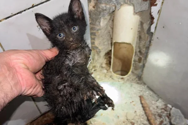 Imagem colorida de gatinho resgatado de cano por Corpo de Bombeiros. - Metrópoles