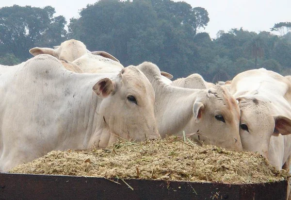 Brasil fecha acordo de exportação de carne para os EUA